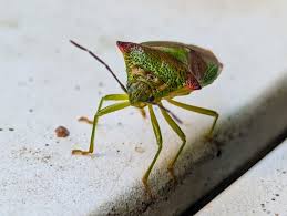 Attēlu rezultāti vaicājumam “Acanthosoma haemorrhoidale”