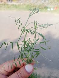 Attēlu rezultāti vaicājumam “Vicia hirsuta bud”