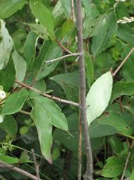 Attēlu rezultāti vaicājumam “Celastrus flagellaris”