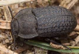 Attēlu rezultāti vaicājumam “Opatrum sabulosum”