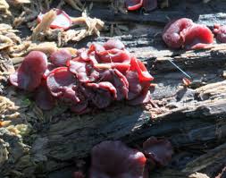 Attēlu rezultāti vaicājumam “Ascocoryne cylichnium”