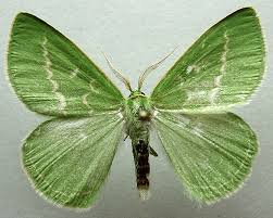 Attēlu rezultāti vaicājumam “Thetidia smaragdaria”