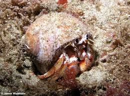 Attēlu rezultāti vaicājumam “Crustacea”