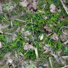 Attēlu rezultāti vaicājumam “Orthotrichum patens”