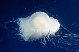 Image result for Phacellophora camtschatica