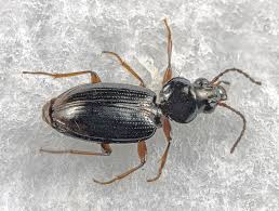 Attēlu rezultāti vaicājumam “Bembidion litorale”