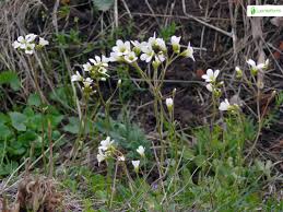 Attēlu rezultāti vaicājumam “Saxifraga granulata leaf”