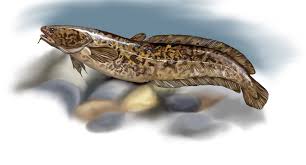 Image result for Lota lota