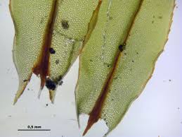 Attēlu rezultāti vaicājumam “Mnium lycopodioides”