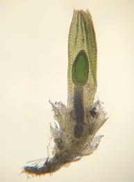 Attēlu rezultāti vaicājumam “Cephaloziella elachista”