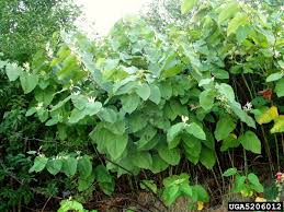 Attēlu rezultāti vaicājumam “Reynoutria sachalinensis leaf”