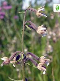 Attēlu rezultāti vaicājumam “Epipactis palustris flower”