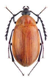 Attēlu rezultāti vaicājumam “Alleculidae”