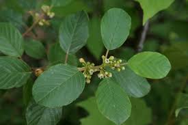 Attēlu rezultāti vaicājumam “Frangula alnus leaf”