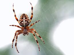 Image result for spider