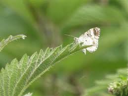 Attēlu rezultāti vaicājumam “Epirrhoe tristata imago”