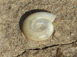 Attēlu rezultāti vaicājumam “Planorbidae”