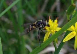 Attēlu rezultāti vaicājumam “Didea alneti”