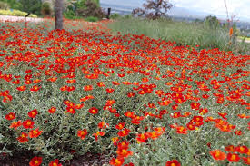 Attēlu rezultāti vaicājumam “Helianthemum nummularium”