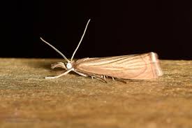 Attēlu rezultāti vaicājumam “Chrysoteuchia culmella”