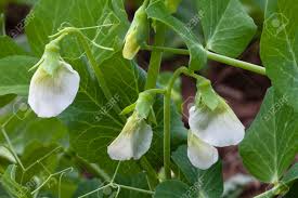 Attēlu rezultāti vaicājumam “Pisum sativum”