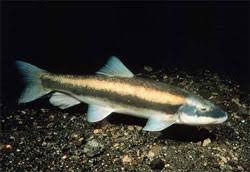 Image result for Mylopharodon conocephalus