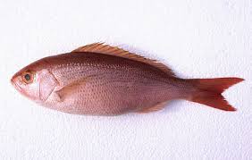 Image result for Rhomboplites aurorubens