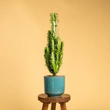 Image result for Wolfsmilch