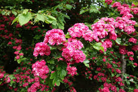 Attēlu rezultāti vaicājumam “Crataegus macracantha flower”