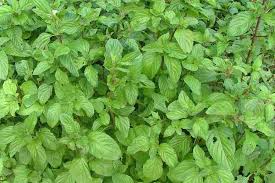 Image result for Menta x piperita