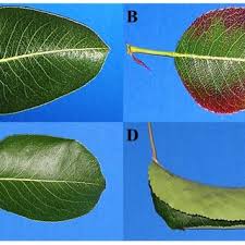 Attēlu rezultāti vaicājumam “Pyrus communis leaf”