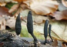 Attēlu rezultāti vaicājumam “Xylaria longipes”