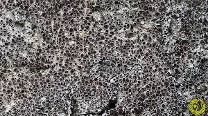 Attēlu rezultāti vaicājumam “Lecanora argentata”