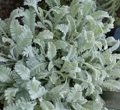 Image result for Chrysanthemum ptarmiciflorum