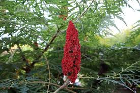 Attēlu rezultāti vaicājumam “Rhus typhina flower”