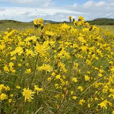 Attēlu rezultāti vaicājumam “Hieracium umbellatum”
