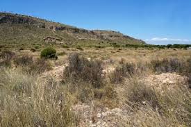 Attēlu rezultāti vaicājumam “Populus x lettland”