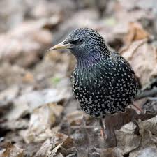 Attēlu rezultāti vaicājumam “Sturnus vulgaris male”