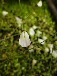 Image result for Utricularia