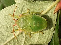 Attēlu rezultāti vaicājumam “Elasmostethus interstinctus imago”