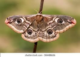 Attēlu rezultāti vaicājumam “Saturnia pavonia female”