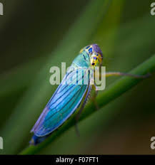 Attēlu rezultāti vaicājumam “Cicadella viridis female”