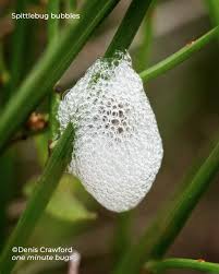 Attēlu rezultāti vaicājumam “Aphrophoridae nymph”
