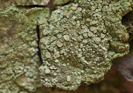 Attēlu rezultāti vaicājumam “Lecanora conizaeoides”