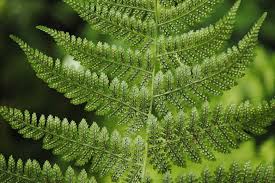 Attēlu rezultāti vaicājumam “Dryopteris carthusiana”