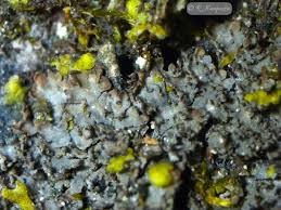 Attēlu rezultāti vaicājumam “Parmeliella triptophylla”