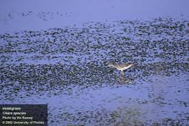Attēlu rezultāti vaicājumam “Chara filiformis”