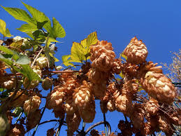 Attēlu rezultāti vaicājumam “Humulus lupulus fruit”
