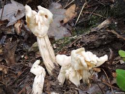 Attēlu rezultāti vaicājumam “Helvella crispa”