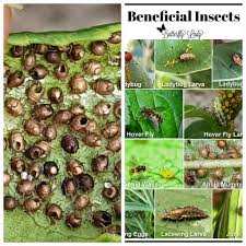 Attēlu rezultāti vaicājumam “Drepanosiphum platanoidis exuvia”